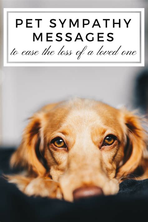 sympathy quotes for pet loss.